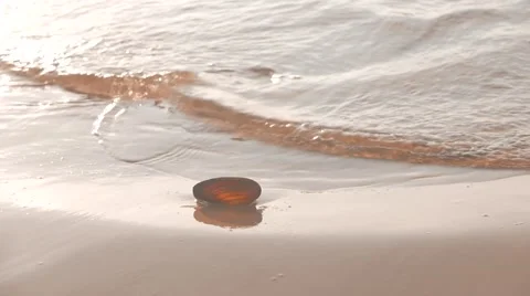 Sea shell on a beach washed by a sea water Stock Footage 61611710