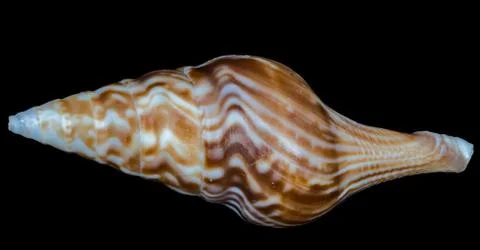 Sea shell on a black background. Stock Photos