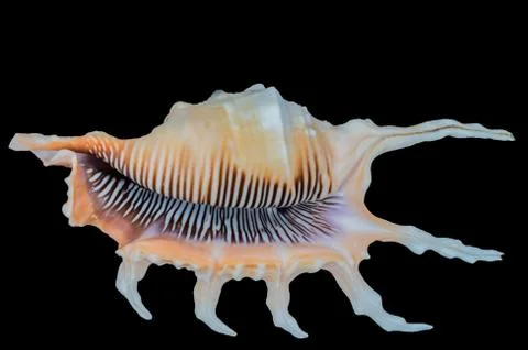 Sea shell on a black background. Stock Photos