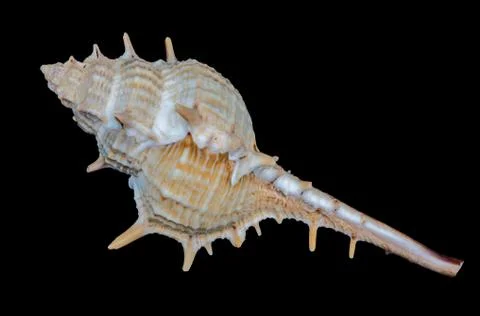 Sea shell on a black background. Stock Photos