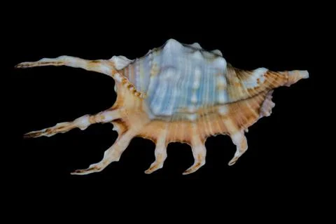 Sea shell on a black background. Stock Photos