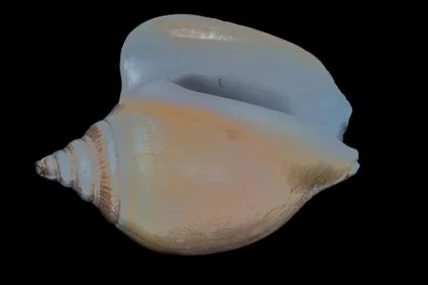 Sea shell on a black background. Foto stock