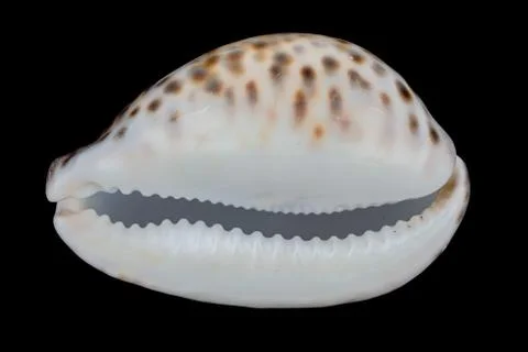 Sea shell on a black background. Stock Photos