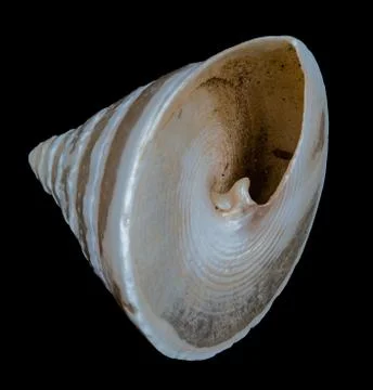 Sea shell on a black background. Stock Photos