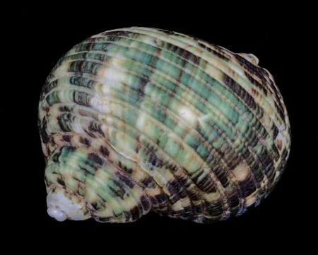 Sea shell on a black background. Foto stock
