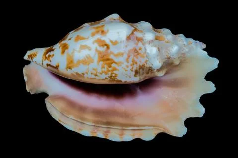 Sea shell on a black background. Foto stock