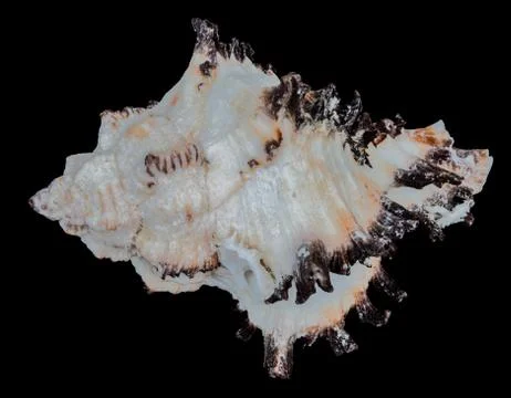 Sea shell on a black background. Foto stock