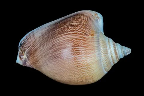 Sea shell on a black background. Foto stock