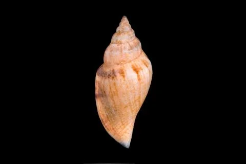 Sea shell on black background Stock Photos