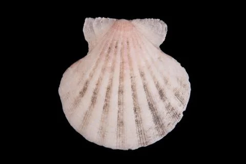 Sea shell on black background Stock Photos