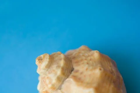 Sea shell on blue background. Closeup view. Selective soft focus 스톡 사진