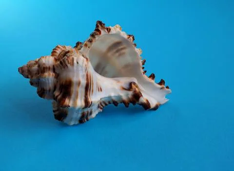 Sea shell on a blue background 写真素材