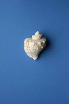 Sea shell on a blue background. Stock Photos