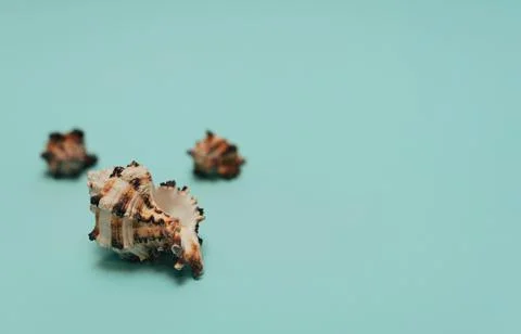 Sea shell on blue background. Summer time, minimalism concept. Greeting card  Stock Photos