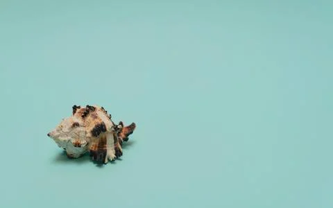 Sea shell on blue background. Summer time, minimalism concept. Greeting card Stock Photos