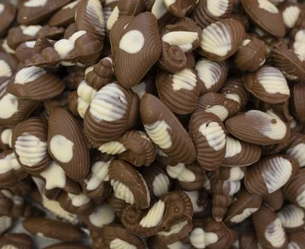 Sea shell chocolate Stock Photos