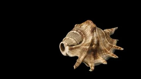 Sea shell with clear visible textures in black background 스톡 사진