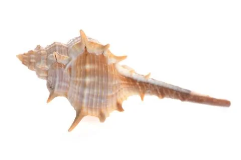 Sea shell close up isolated on white Foto stock