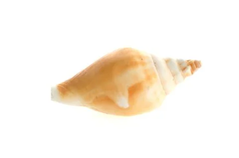 Sea shell close up isolated on white Stock Photos