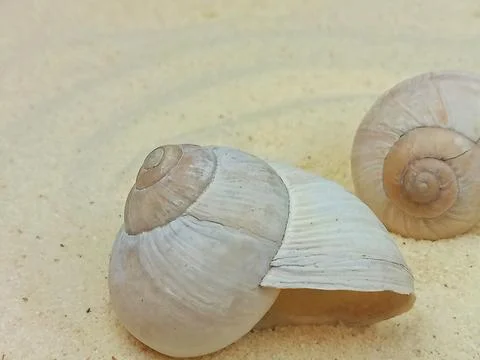 Sea shell close up on soft sand background Stock Photos