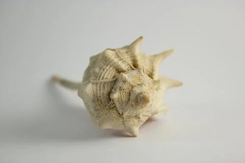 Sea shell close up view Stock Photos