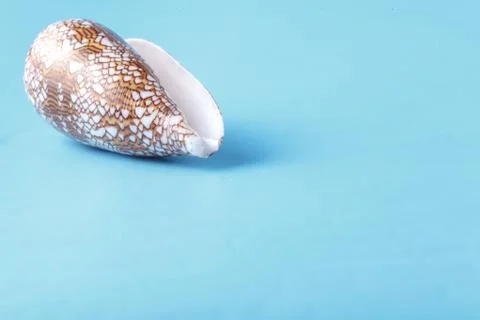 Sea shell closeup on blue background Stock Photos