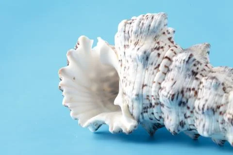 Sea shell closeup on blue background Stock-Fotos