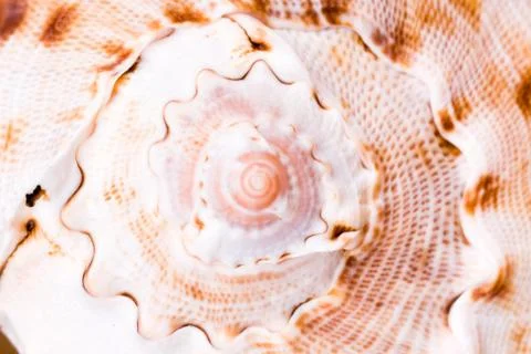Sea shell closeup Stock Photos