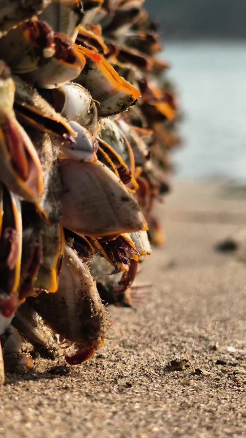 Sea Shell Cluster Macro Close Up on Sandy Beach Vídeo Stock 330278995