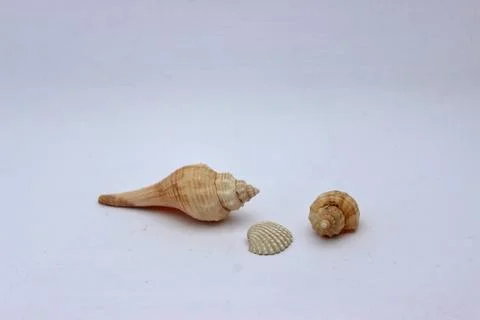 Sea shell collection. Stock Photos