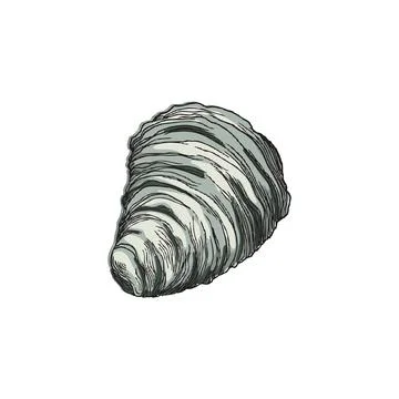 Sea shell in colored sketch style, hand drawn vector illustration isolated on Illustrazione stock