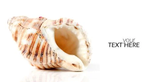 Sea shell with the copy space Stock Photos