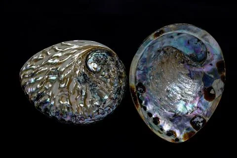 Sea shell, external and inner surface, have been polished ,black background. Stock Photos