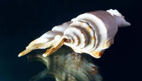 Sea shell of fancy shape on dark background. On the dark backdrop of the b... Stockfoto's