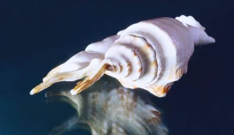 Sea shell of fancy shape on dark background. On the dark backdrop of the b... Stock Photos