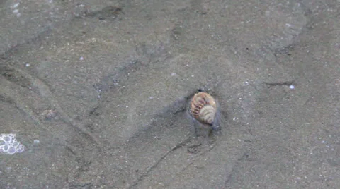 Sea shell Stock Footage 25718843