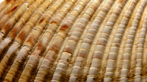 Sea Shell Stock Footage 31821665