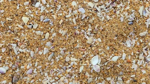 Sea shell Stock Footage 317766353