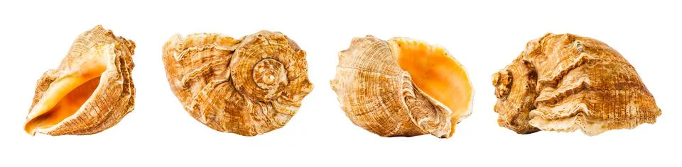 Sea shell from four different angles isolated Stock Photos