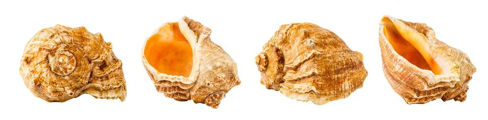 Sea shell from four different angles isolated Stock Photos