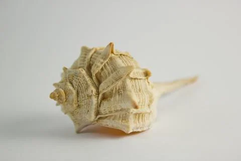 Sea shell front view Stock Photos