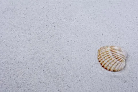 Sea shell on a grey sand Foto stock