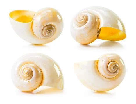 Sea shell group Stock Photos