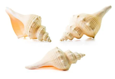 Sea shell group Stock Photos