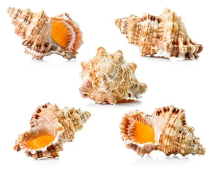 Sea shell group Stock Photos