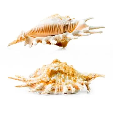 Sea shell group Stock Photos