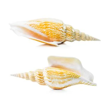 Sea shell group Stock Photos