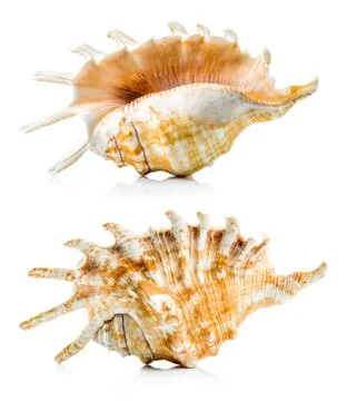 Sea shell group Stock Photos