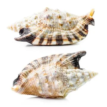 Sea shell group Stock Photos