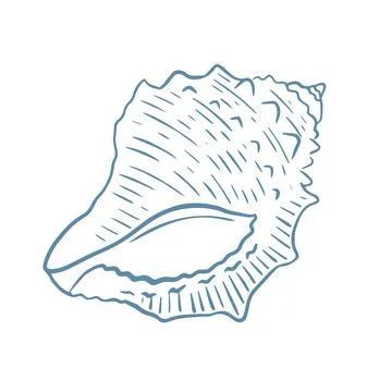 Sea shell hand drawn engraving vector illustration 스톡 일러스트